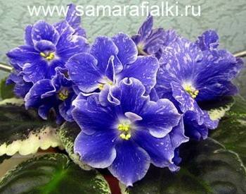 Ариэль2